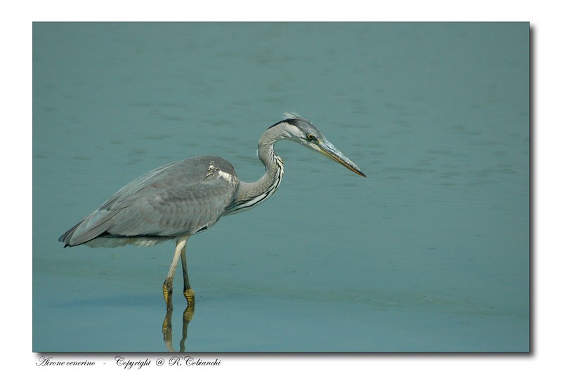 Airone cenerino - Ardea cinerea